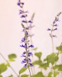 Salvia Guaranitica - H: 60cm Salvia Guaranitica - H: 60cm