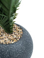 Planta Palmera 50cm Negro