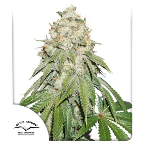 FEM - BANANA BLAZE® X3 UNIDADES FEM - BANANA BLAZE® X3 UNIDADES