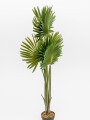 Planta Palmera China Color Unico