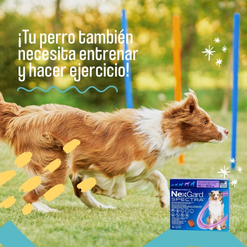 NEXGARD SPECTRA ANTIPARASITORIO INTERNO Y EXTERNO DE 15,1 A 30 KG