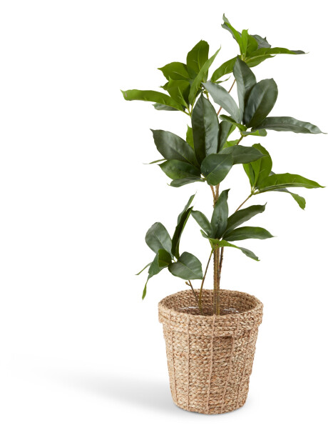 Maceta ERIK Ø25xA24cm natural Maceta ERIK Ø25xA24cm natural
