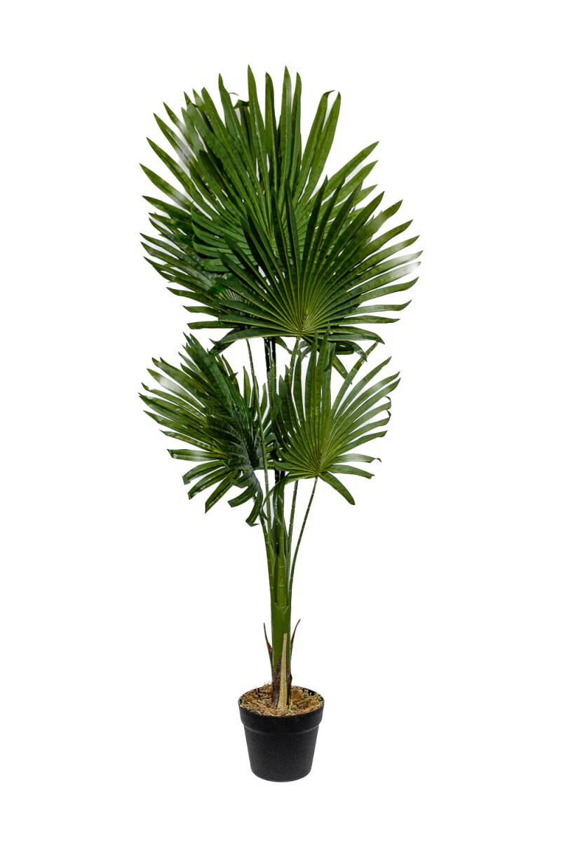 Planta Palmera Livistona 120cm - Color Unico 