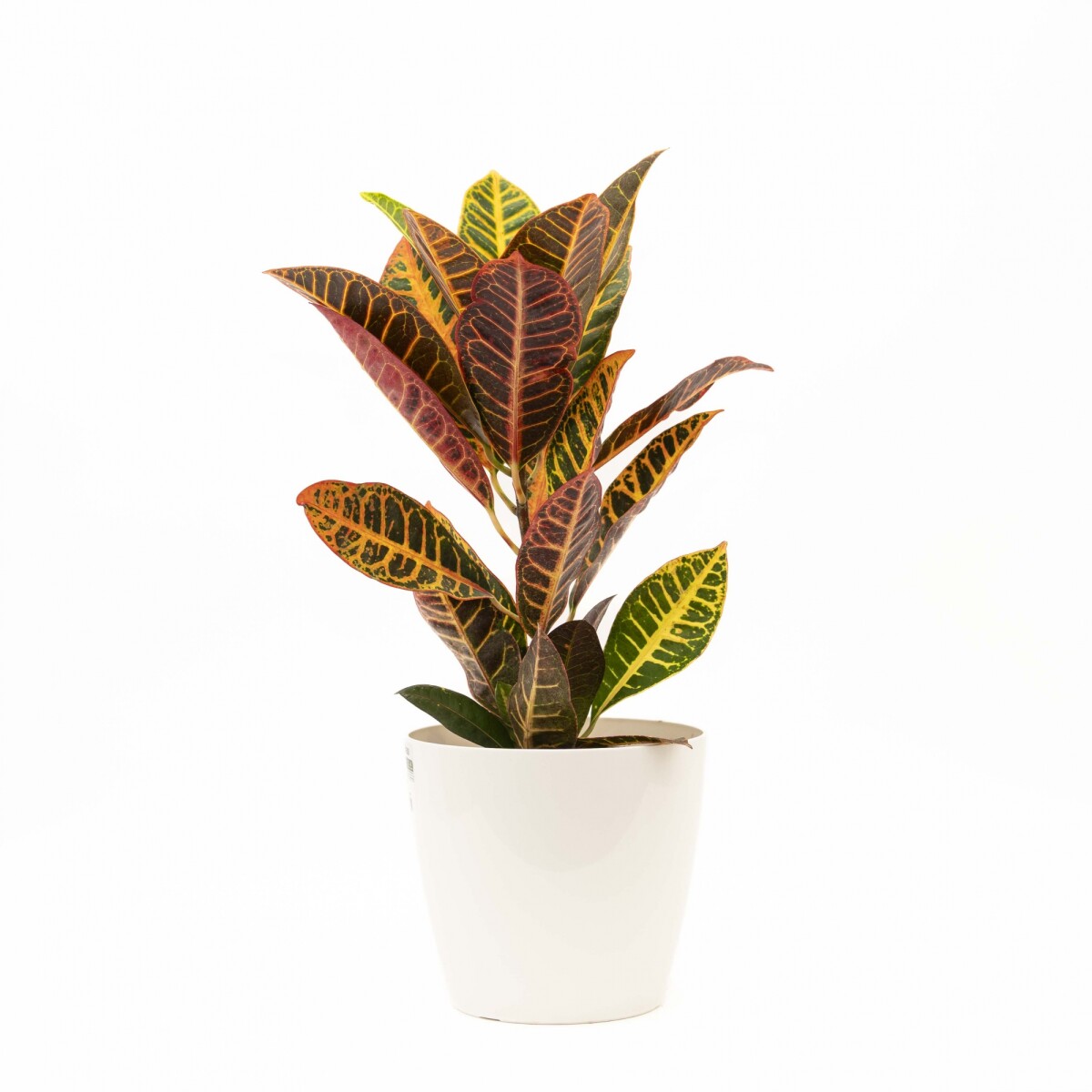 CROTON M CON PORTAMACETA PLASTICO - BLANCA 