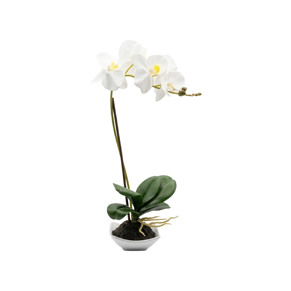 ORQUIDEA BCO C/MACETERO 10.5X10.5X38CM 
