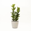 FICUS LYRATA 2 RAMAS CON PORTAMACETA PLASTICO GRIS CLARO
