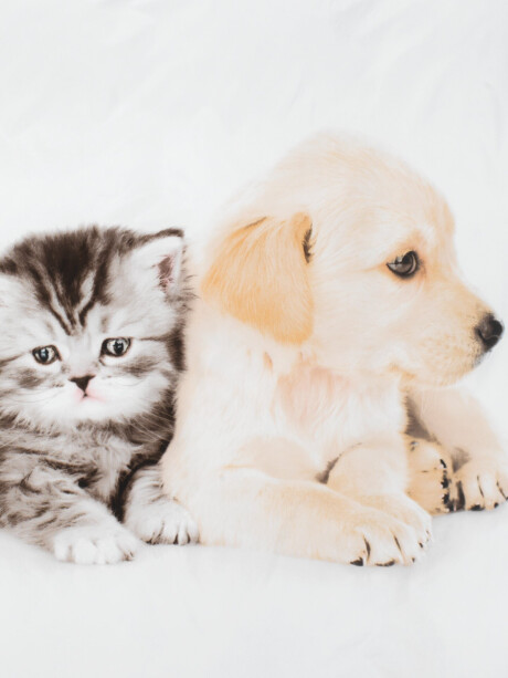 Juego funda nórdica microfibra KAYA 155x220 bl Juego funda nórdica microfibra KAYA 155x220 bl