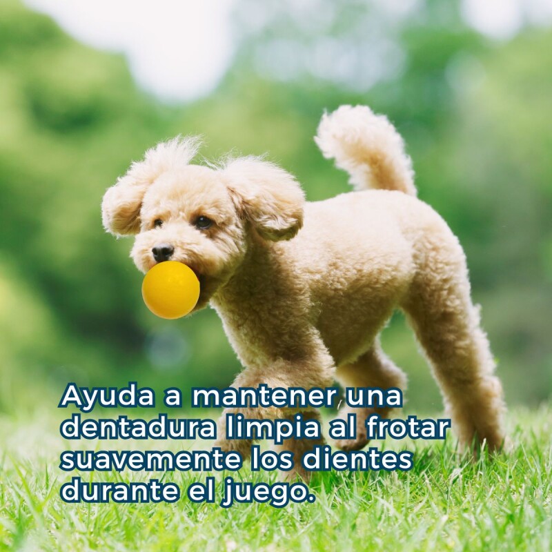 PELOTA MACIZA PARA PERROS 8.5 CM PELOTA MACIZA PARA PERROS 8.5 CM