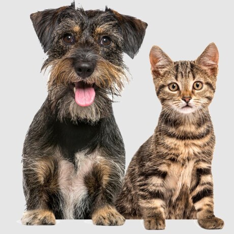 Dispensador de alimentos para mascotas Smart Enxuta SDAENXDM Dispensador de alimentos para mascotas Smart Enxuta SDAENXDM