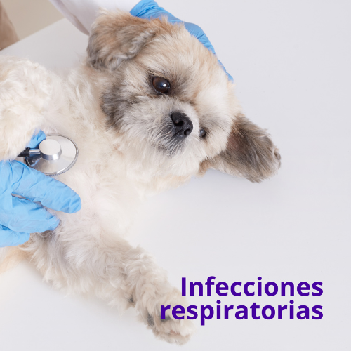 Infecciones respiratorias