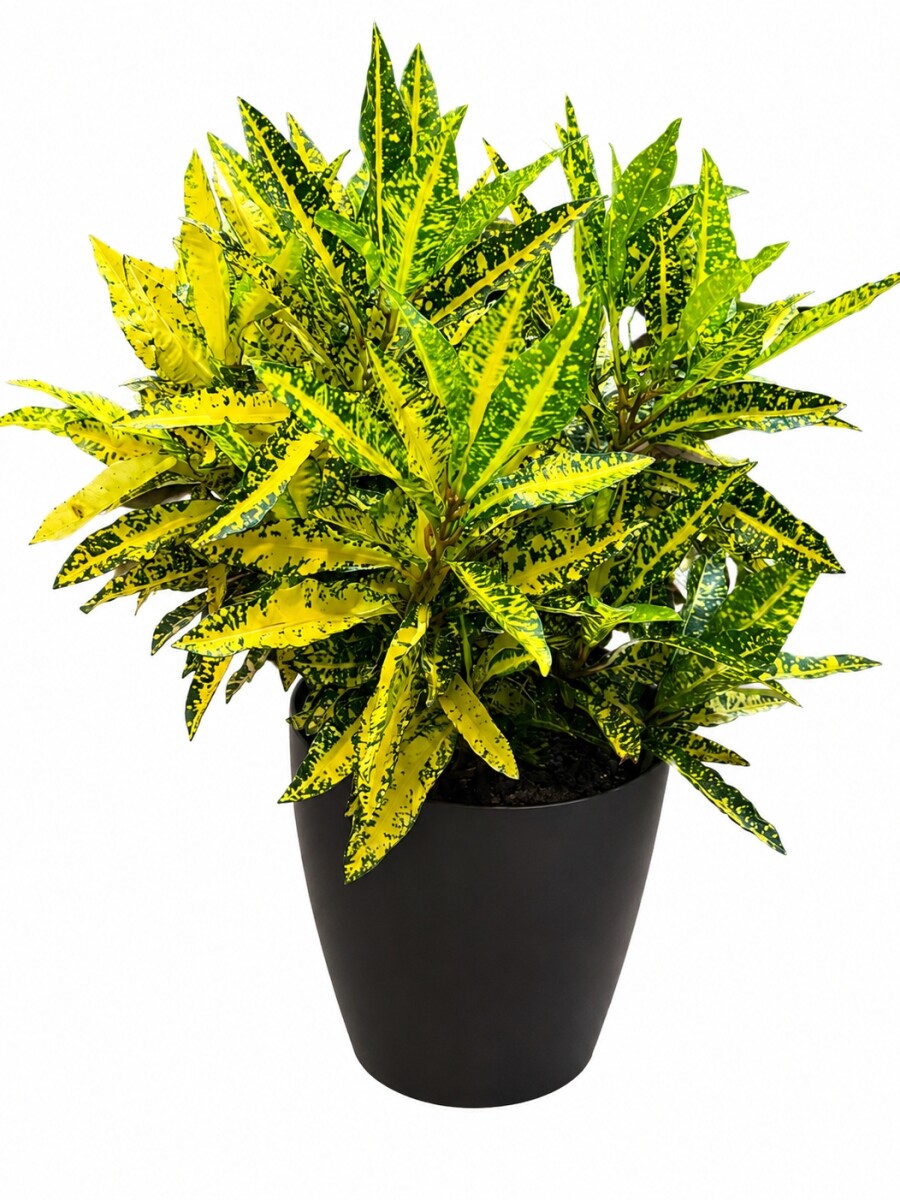 CROTON AMARILLO EN MACETA GRAFITO