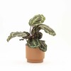 CALATHEA CON MACETA CERAMICA TERRACOTA