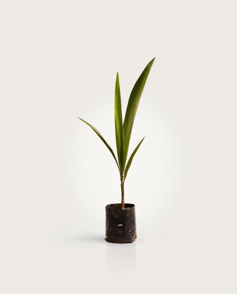 Palmera Pindo XS H: 70cm