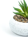 Planta Quovi Estampado 3