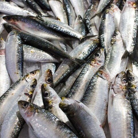 SARDINA ENTERA ESPAÑOLA - 1 KG Sardina Entera Española - 1 Kg