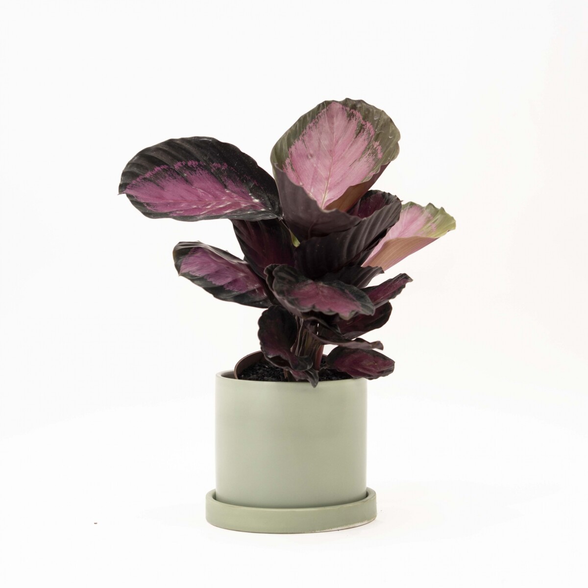 CALATHEA - CON MACETA CERAMICA CON PLATO VERDE AGUA 