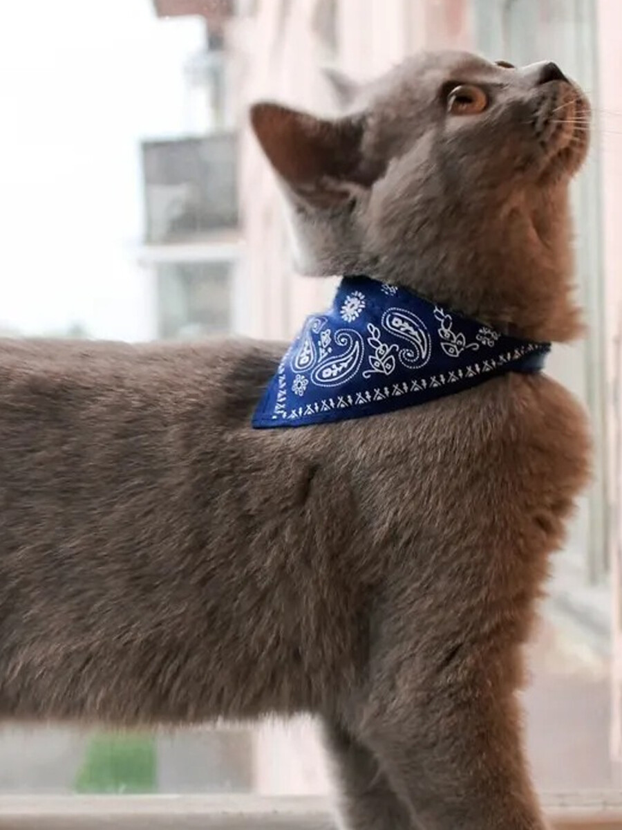 COLLAR CON BANDANA - AZUL 