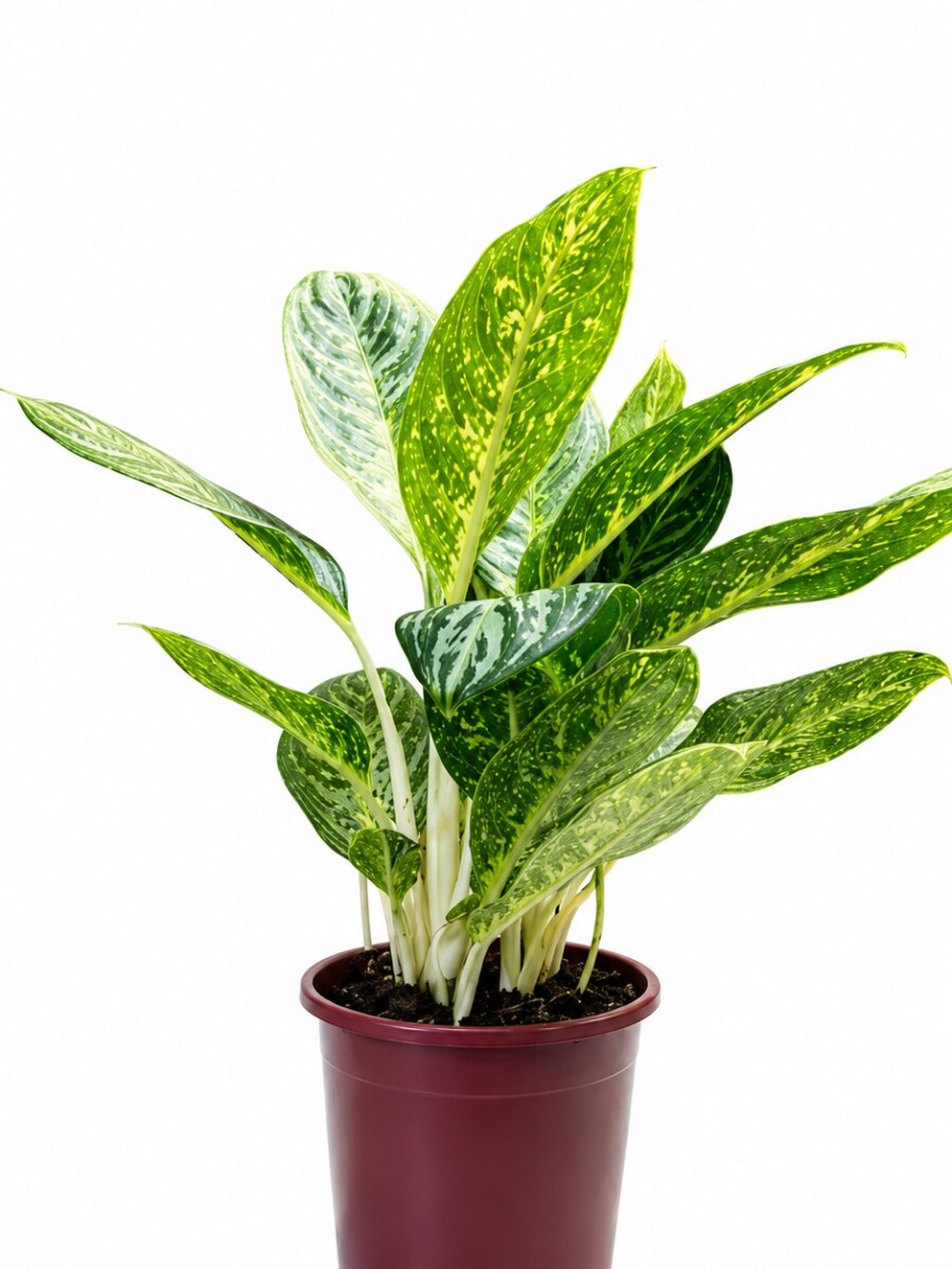 AGLAONEMA VARIADA GRANDE AGLAONEMA VARIADA GRANDE