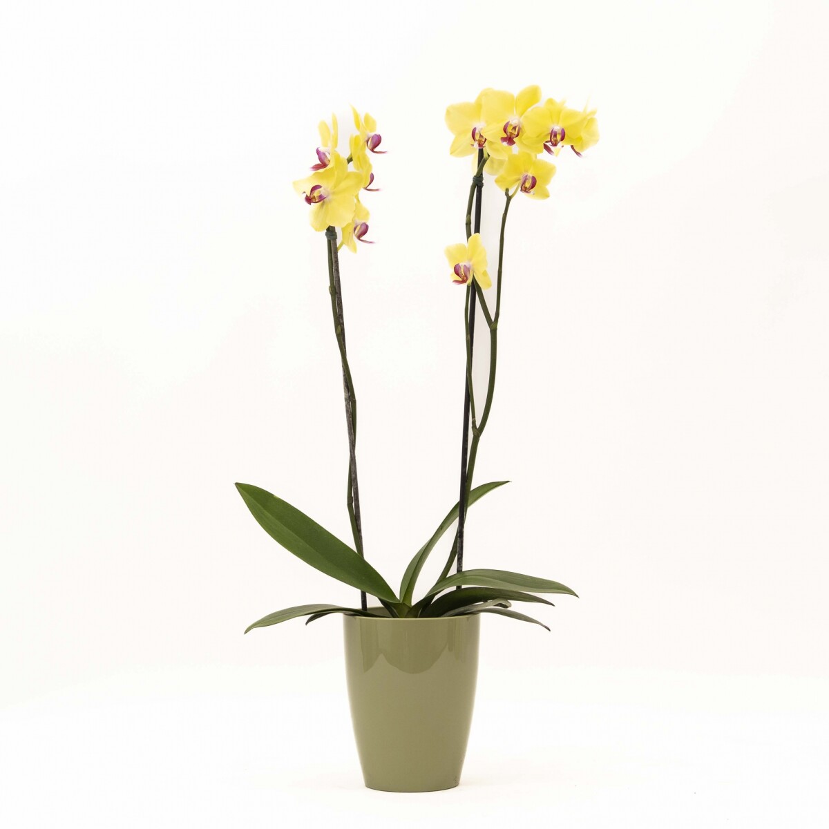 ORQUIDEA - CON PORTA MACETA VERDE 