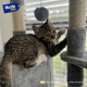 Rascador Torre 5 Niveles En Felpa Y Sisal Para Gato Juego Negro