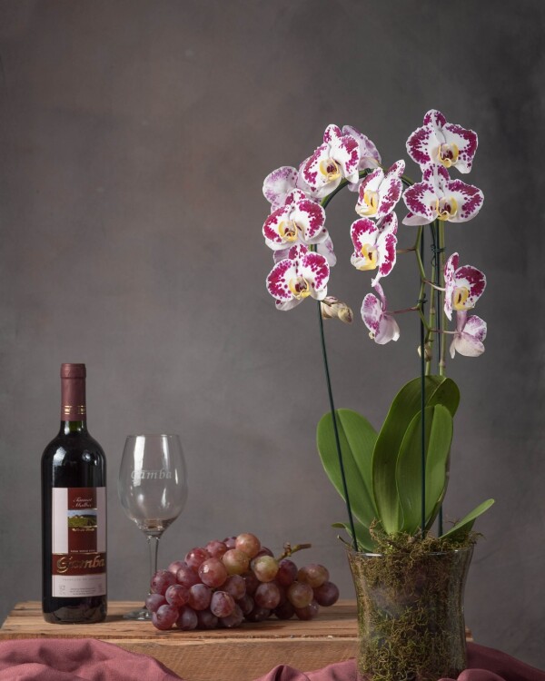 Orquídea Phaleanopsis en base de vidrio + Botella de vino Orquídea Phaleanopsis en base de vidrio + Botella de vino