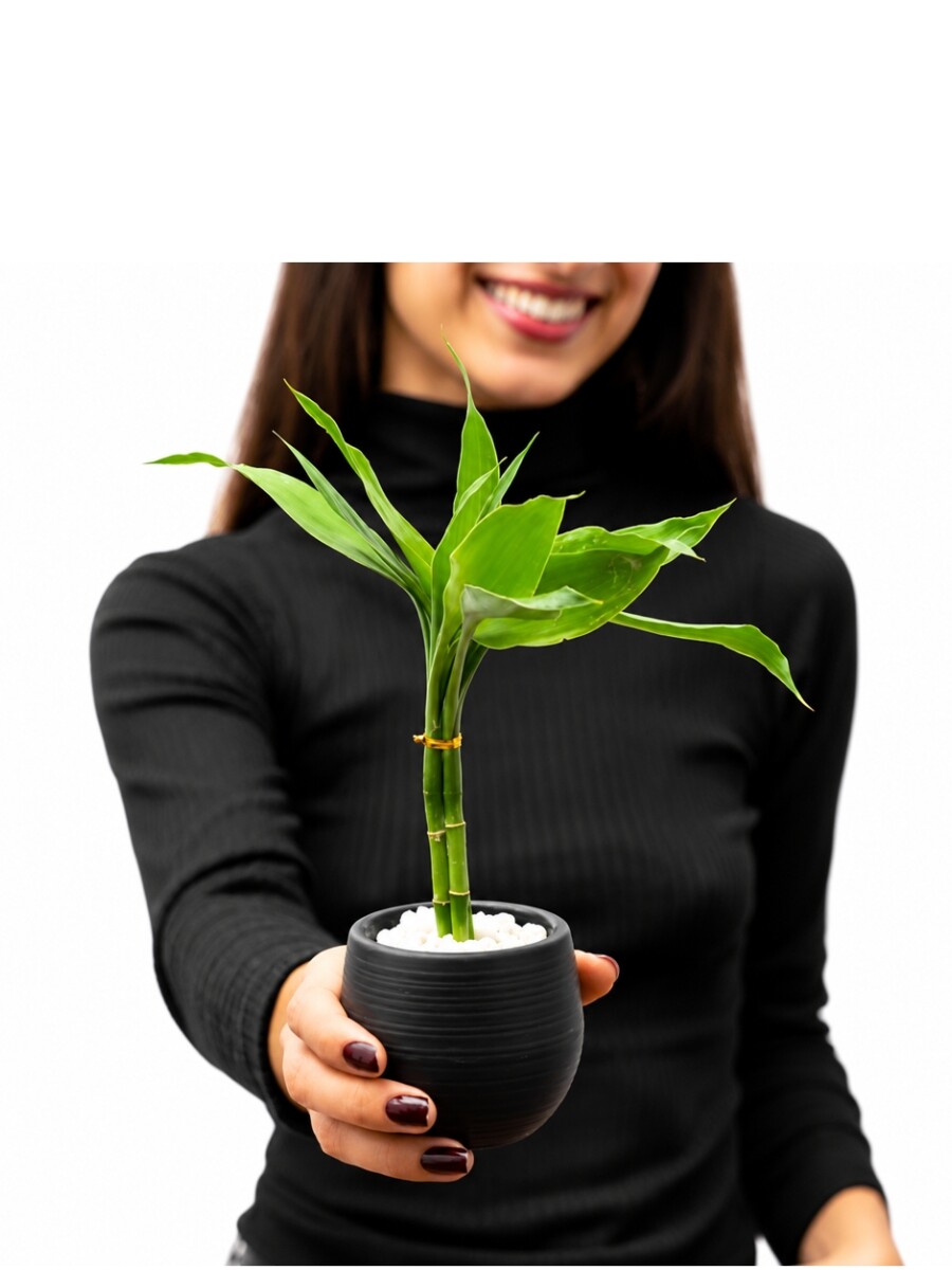 LUCKY BAMBOO LUCKY BAMBOO