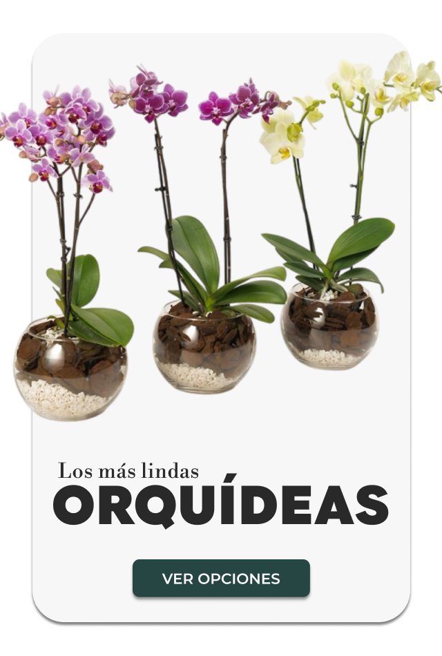 ORQUÍDEAS