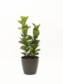 FICUS LYRATA 2 RAMAS CON PORTAMACETA PLASTICO GRIS OSCURO