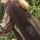 Horse Scarf Chocolate