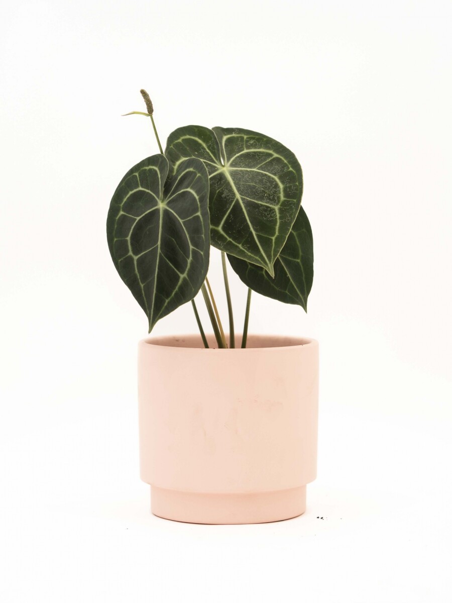 ANTHURIO CLARINERVIUM CON MACETA CERAMICA ROSA