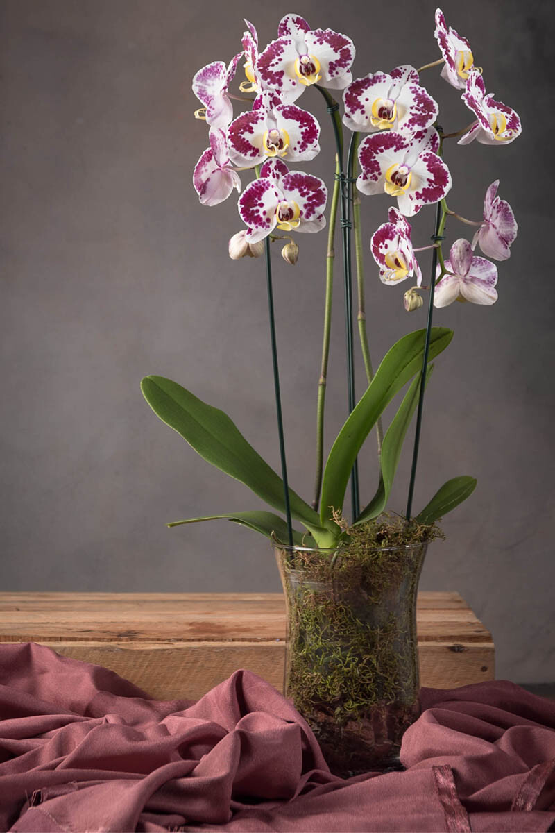 Orquídea Phaleanopsis en base de vidrio 