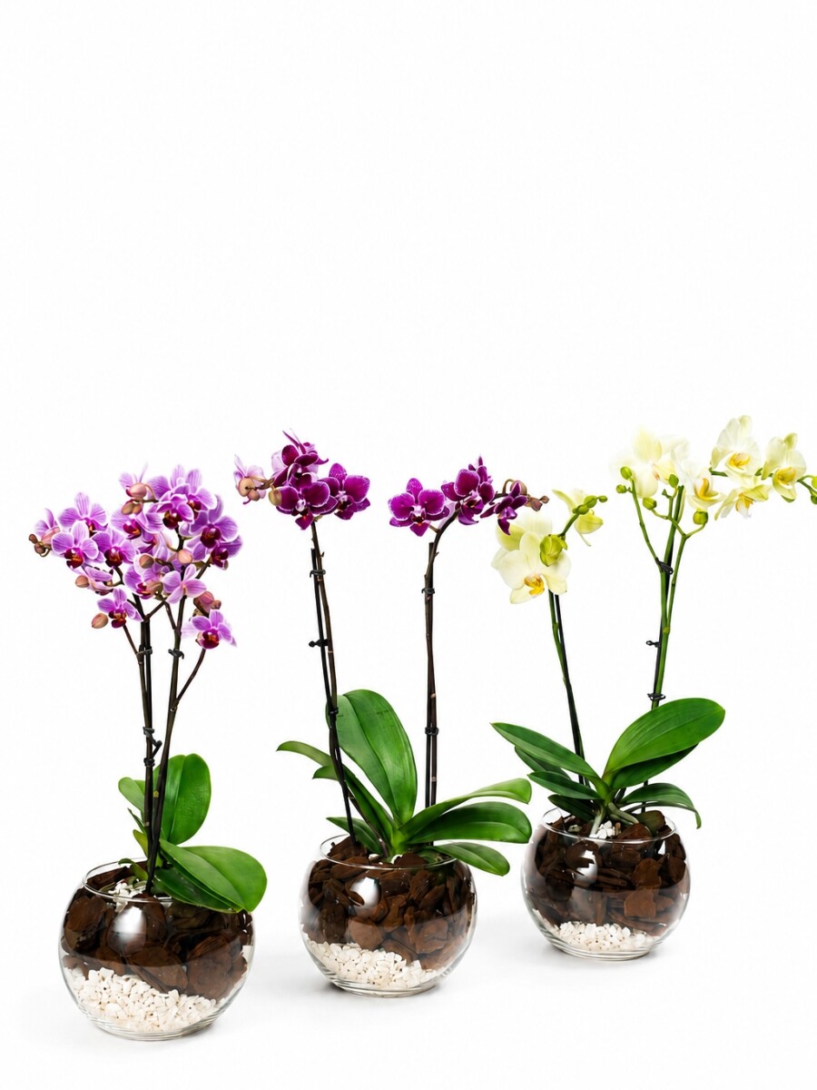 ORQUIDEA MINI EN BOWL ORQUIDEA MINI EN BOWL