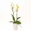 ORQUÍDEA MINI CON PORTA MACETA PORTA MACETA BLANCO