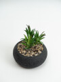 Planta Quovi Estampado 2