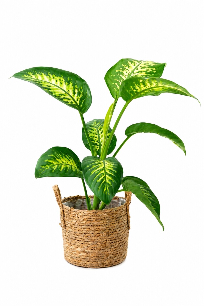 DIEFFENBACHIA 