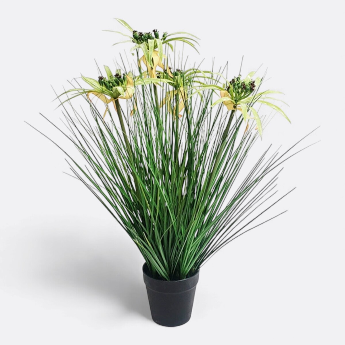 Planta Con Maceta Papiro 