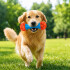 Juguete Morder Perros Gatos Limpieza Dental Golosinas Premio Color Celeste Naranja