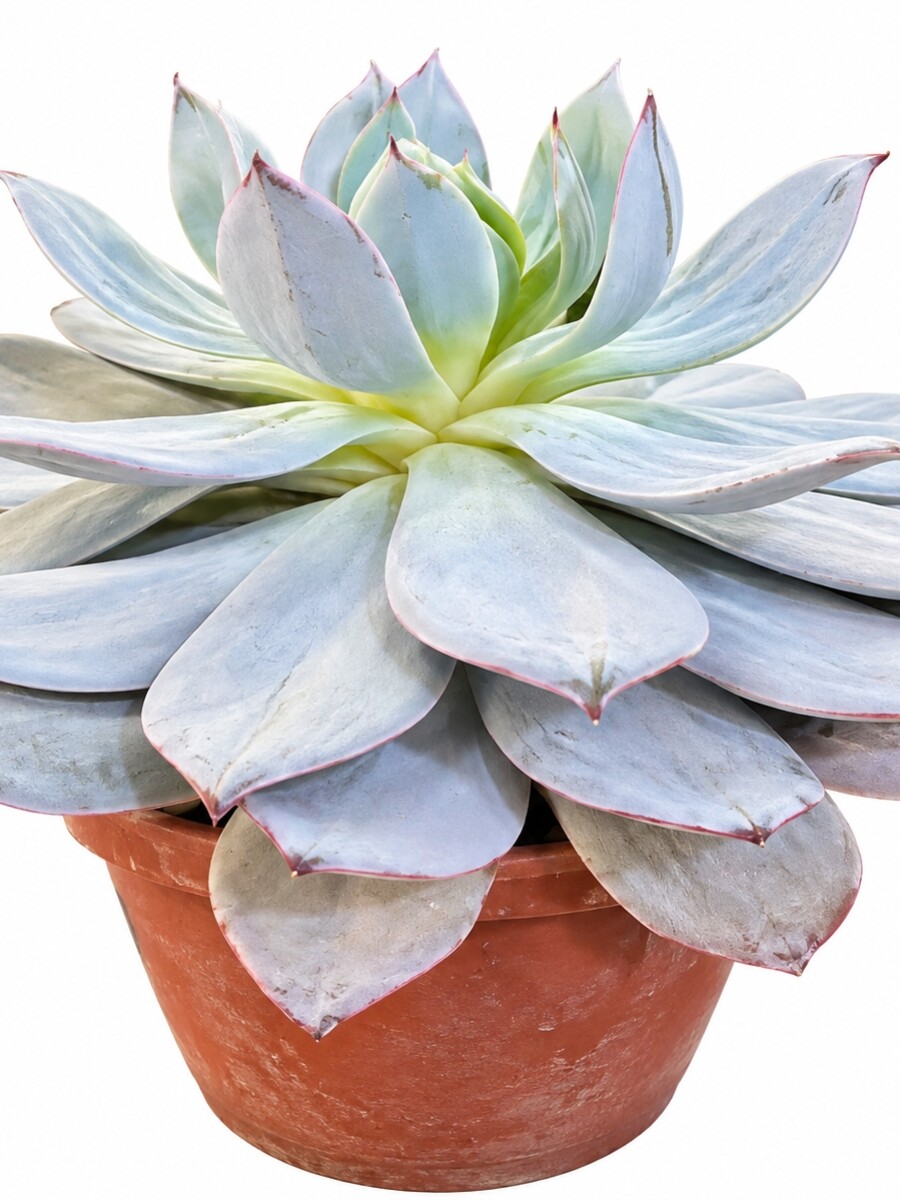 SUCULENTA ECHEVERIA CANTE SUCULENTA ECHEVERIA CANTE