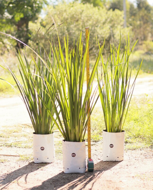 Dietes M - H: 80cm / Excelente follaje - Flor Blanca