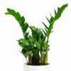 ZAMIOCULCA EN MACETA CERAMICA BLANCA