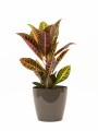 CROTON M CON PORTAMACETA PLASTICO TAUPE BRILLO