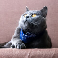Collar Bandana Individual (Collar Con Pañuelo) Collar Bandana Individual (Collar Con Pañuelo)