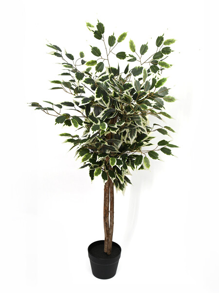 FICUS HOJA BLANCA VERDE