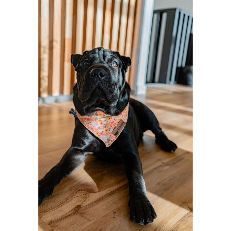 Bandanas para tu mascota Bandanas para tu mascota