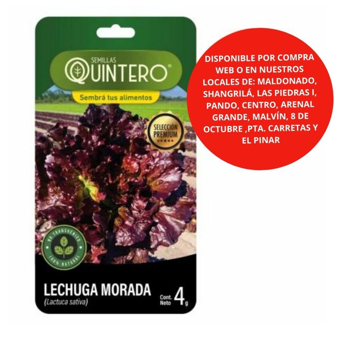 Semillas - Lechuga morada x 4g 