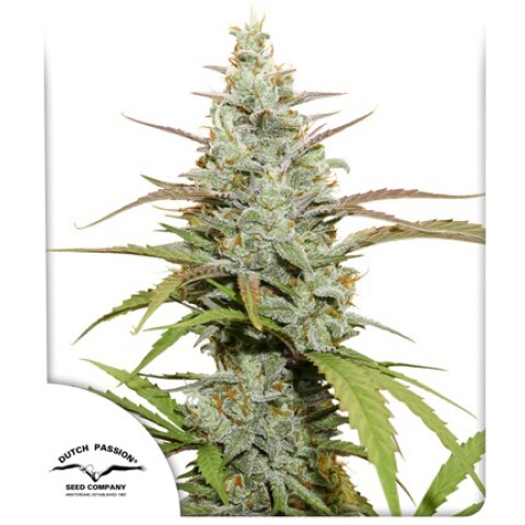 FEM - MOKUM’S TULIP® X3 UNIDADES FEM - MOKUM’S TULIP® X3 UNIDADES