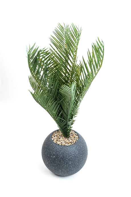 Planta Palmera 50cm Negro