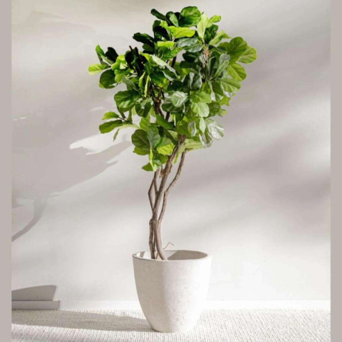 Planta/Ficus Lyrata - 3.00 M 