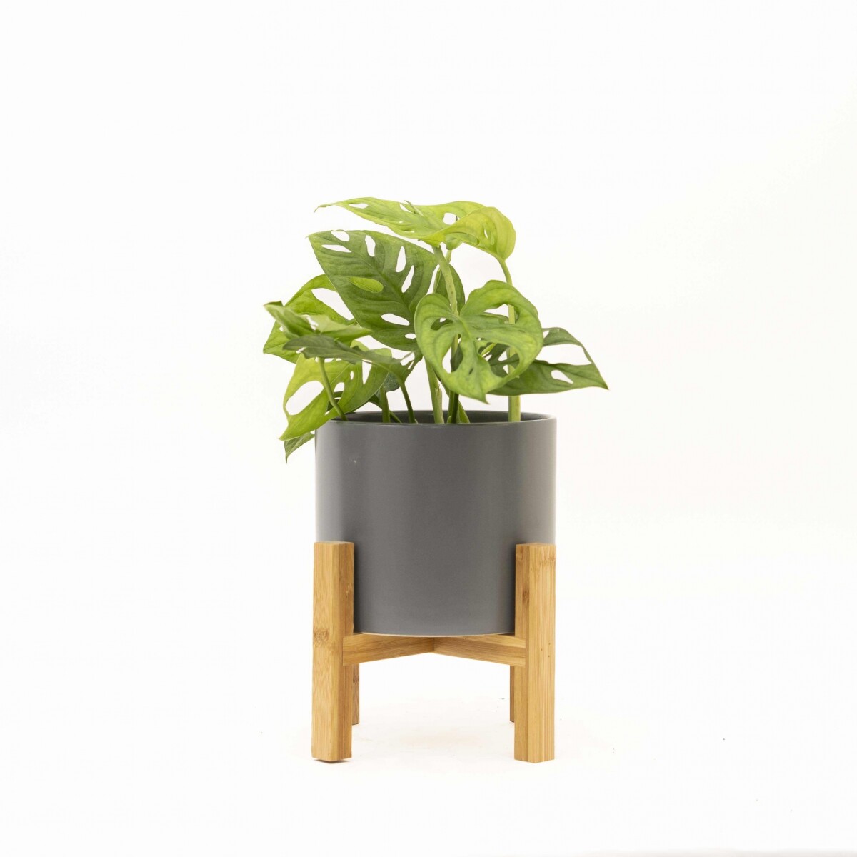 MONSTERA ADANSONII - CON MACETA CERAMICA GRIS OSCURA CON SOPORTE 