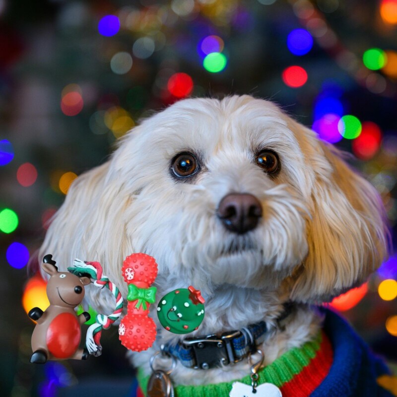 SET PACK DE JUGUETES MORDIBLES CON CHIFLE ANTI ANSIEDAD SET PACK DE JUGUETES MORDIBLES CON CHIFLE ANTI ANSIEDAD